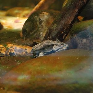 Titicaca water frog