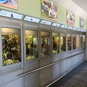 Amphibian level view