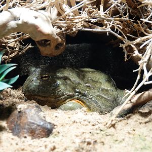 African bullfrog