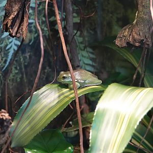 American green tree frog