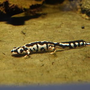 Kaiser's Spotted newt