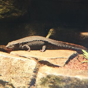 Chinese warty newt