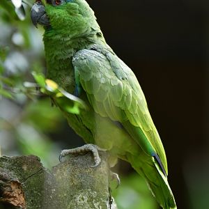 Festive Parrot (bodini) Amazona festiva bodini