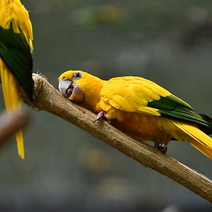 Golden Parakeet Guaruba guarouba