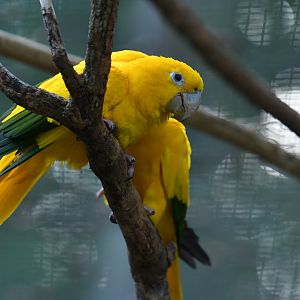Golden Parakeet Guaruba guarouba
