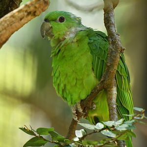 Short-tailed Parrot Graydidascalus brachyurus