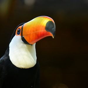Toco Toucan Ramphastos toco