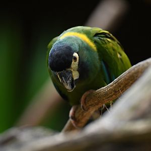 Yellow-collared Macaw Primolius auricollis