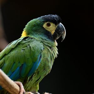 Yellow-collared Macaw Primolius auricollis