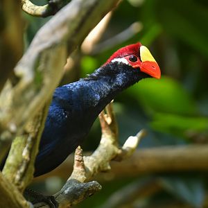 Ross's Turaco Musophaga rossae