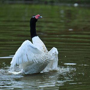 Black-necked Swan Cygnus melancoryphus