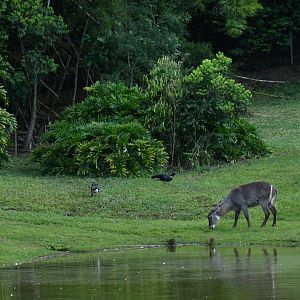 Waterbuck (Kobus ellipsiprymnus)
