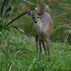 Grey brocket (Mazama gouazoubira)