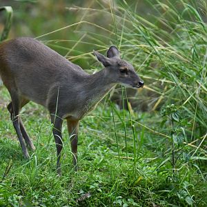Grey brocket (Mazama gouazoubira)