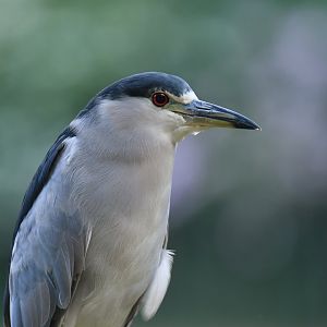 Wild night heron (Nycticorax nycticorax)