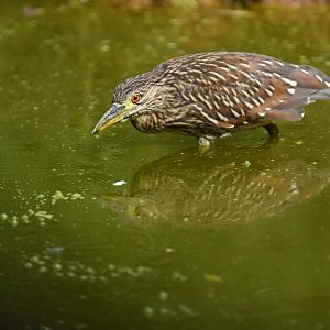 Wild night heron (Nycticorax nycticorax)
