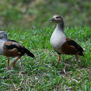 Orinoco Goose Neochen jubata