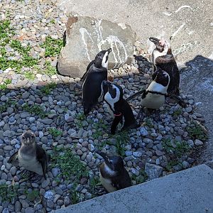 African Penguins
