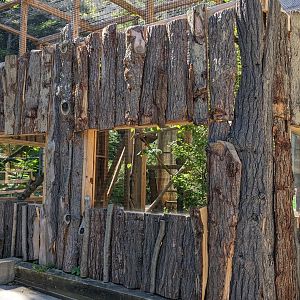 Yellow-Footed Tortoise