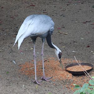 White-naped crane