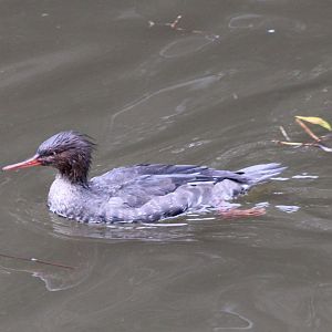 Red-breasted merganser