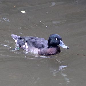 Bear's pochard
