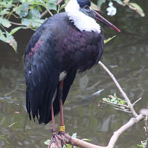 Asian woolly-necked stork