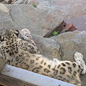 Snow Leopard