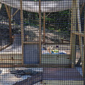 Fennec Fox/Pancake Tortoise