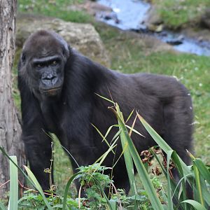 Western lowland gorilla