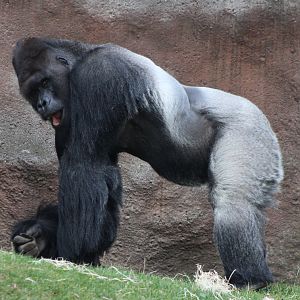 Western lowland gorilla
