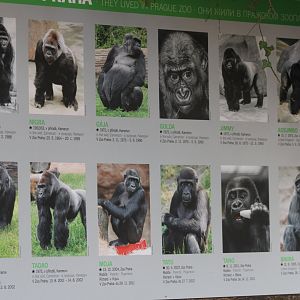 Former Gorilla's at Prague