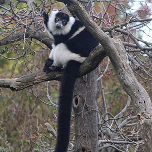 White-belted ruffted lemur