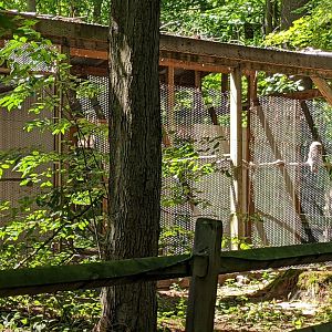 Inaccessible Bird Aviaries