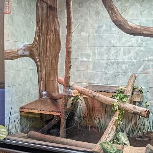 Red Tailed Boa Constrictor