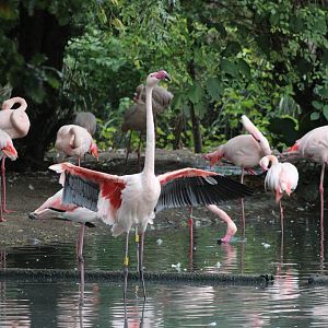 Flamingo's