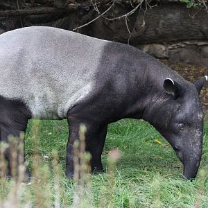 Malayan tapir