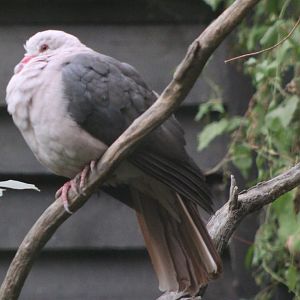 Pink pigeon