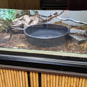 California King Snake