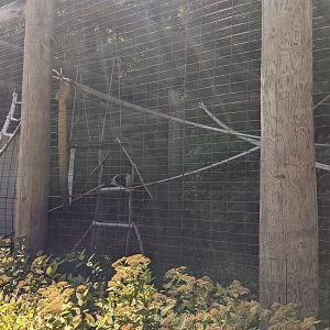 Black and White Ruffed Lemur