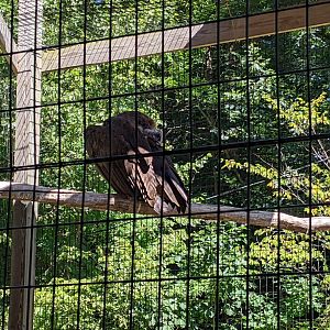 Cinereous Vulture