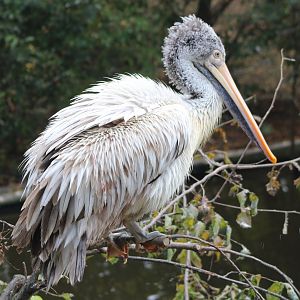 Spot-billed pelican