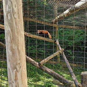 Red Panda
