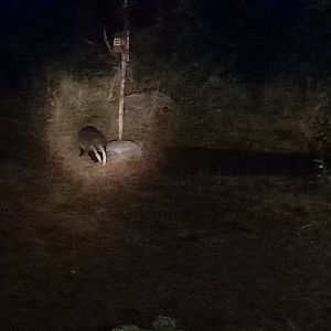 Common badger, Meles meles meles