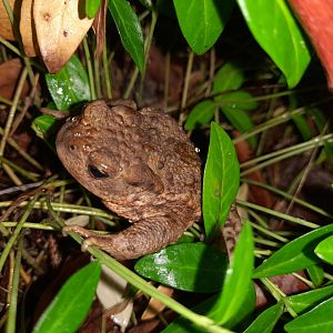 Common toad, Bufo bufo