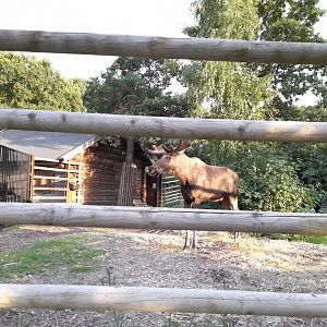 European elk, Alces alces alces
