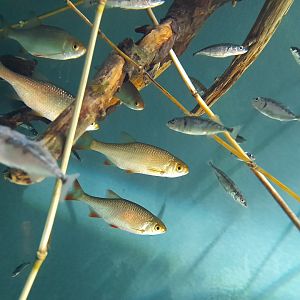 Three-spined stickleback and Common roach