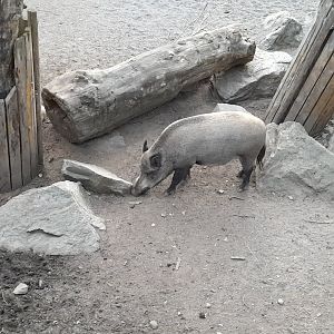 Central European wild boar, Susanne scrofa scrofa