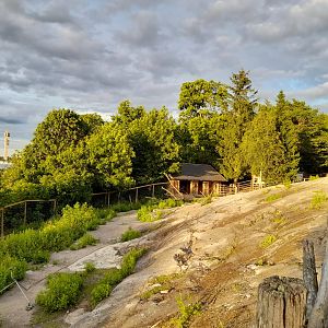 Part of Mountain reindeer paddock