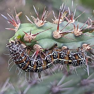 Caterpillar Identification?